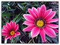 treasure flower